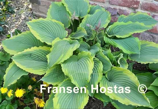 Hosta Spartacus